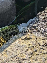 Grapsus