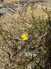 Crocanthemum aldersonii