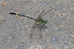 Austrogomphus amphiclitus