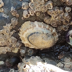 Cellana ornata
