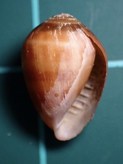 Melampus olivaceus