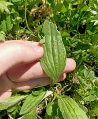 Plantago depressa
