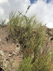 Ephedra americana