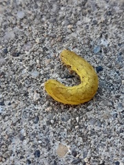 Neumichtis