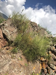Ephedra americana