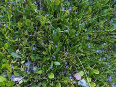 Lobelia anceps
