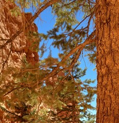 Pseudotsuga menziesii glauca