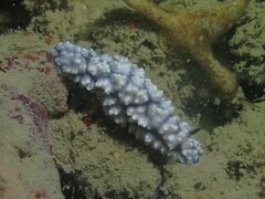 Phyllidiella pustulosa
