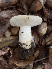 Russula cerolens
