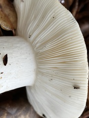 Russula cerolens