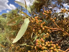 Eucalyptus phenax