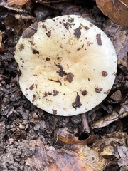 Russula cerolens