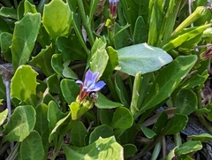 Lobelia anceps