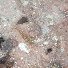 Palaemon affinis