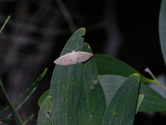Poecilasthena anthodes