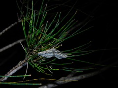 Didymoctenia exsuperata