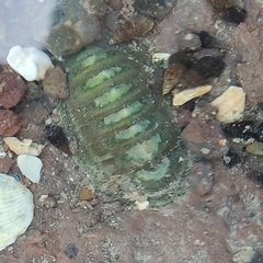 Chiton glaucus