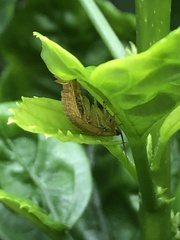 Ellipsidion humerale