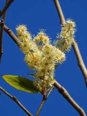 Homalium cochinchinense