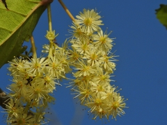 Homalium cochinchinense