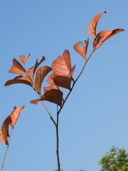Homalium cochinchinense