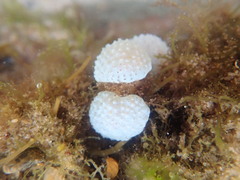 Eudistoma elongatum