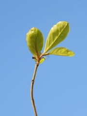Homalium cochinchinense