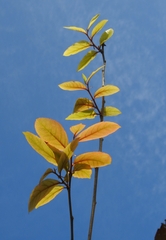 Homalium cochinchinense