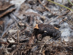 Pseudophryne australis