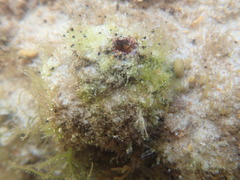Pyura praeputialis