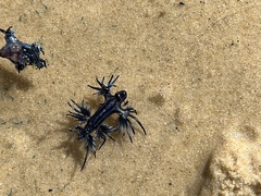 Glaucus atlanticus
