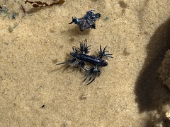 Glaucus atlanticus