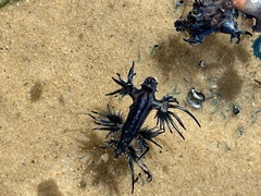 Glaucus atlanticus