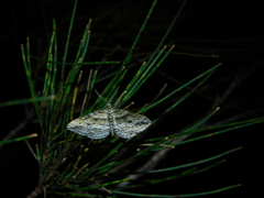 Didymoctenia exsuperata