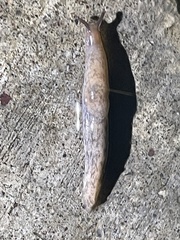 Deroceras reticulatum