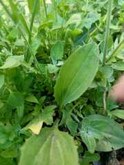 Plantago depressa