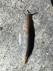 Deroceras reticulatum