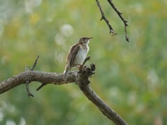 Ramsayornis modestus