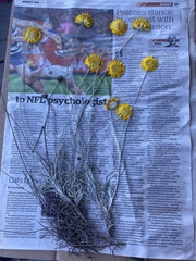 Leucochrysum albicans