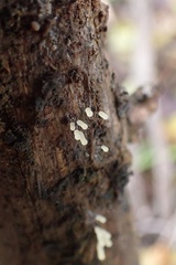 Stemonitopsis typhina