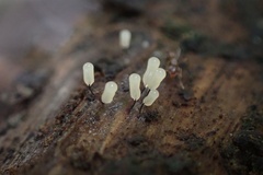 Stemonitopsis typhina