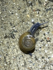 Oxychilus draparnaudi