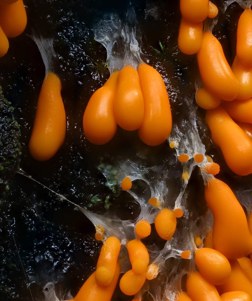 insect-egg slime