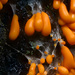 光果黏菌 - Photo 由 Alan Rockefeller 所上傳的 (c) Alan Rockefeller，保留部份權利CC BY