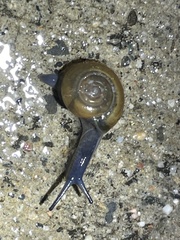 Oxychilus draparnaudi