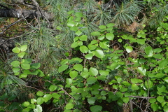 Betula divaricata