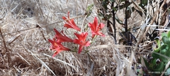 Alstroemeria ligtu