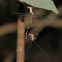 Episynlestes albicaudus