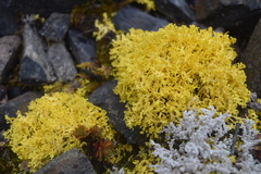 Vulpicida juniperinus