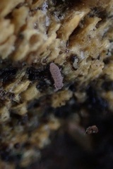 Entomobrya unostrigata